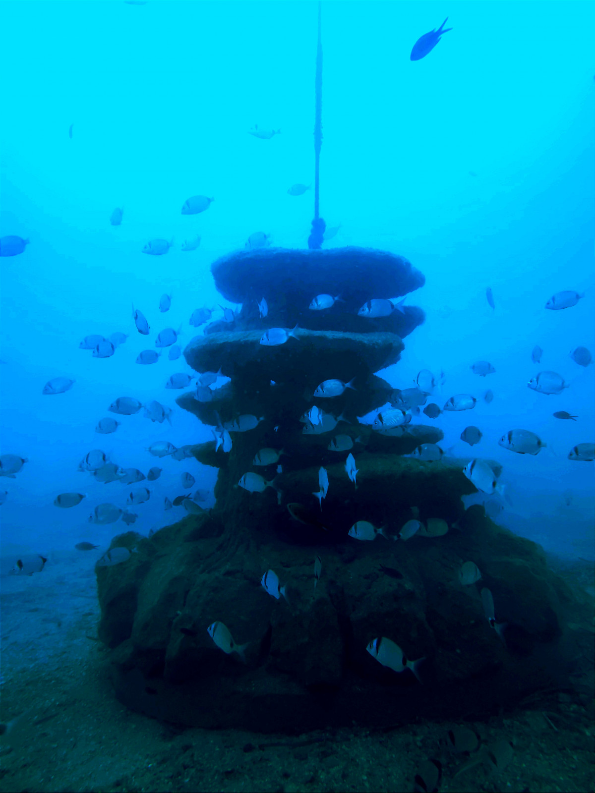 BMW Group España apoya la conservación marina con un innovador proyecto de arrecife artificial (3)