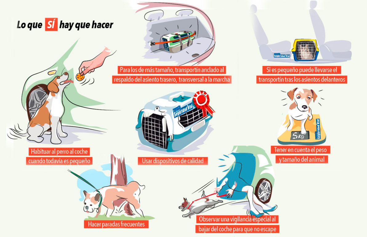 Loquesihayquehacertransporte animales