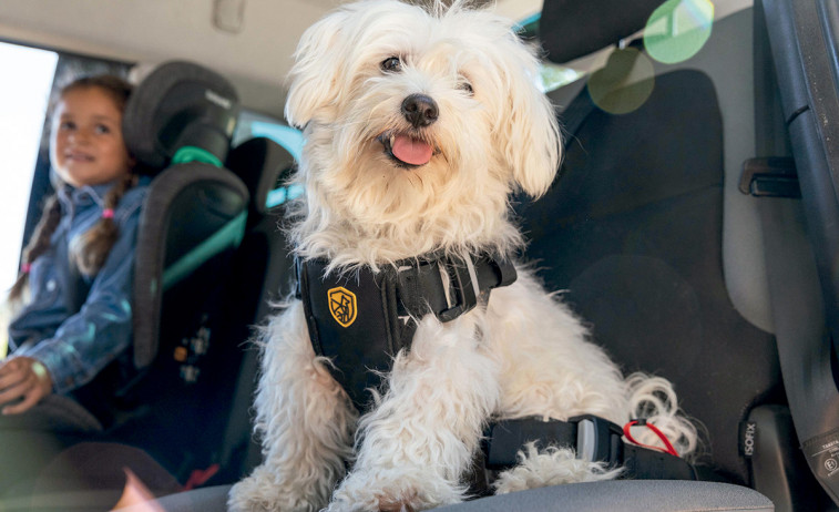 Cómo proteger a tu mascota durante los viajes por carretera