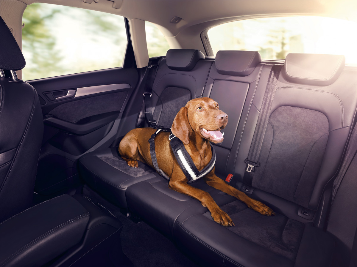 Audi presena música relajante para perros mascotas en los viajes coche carretera  (1)