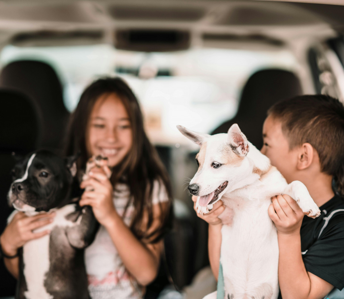 Mascotas coche. perros. arthouse studio
