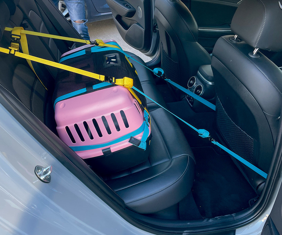 Mascotas coches. viajes. seguridad. dgt